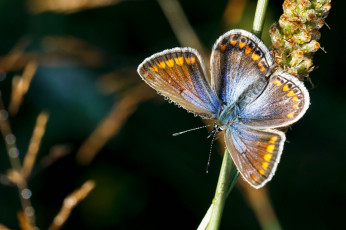Картинка животные бабочки бабочка