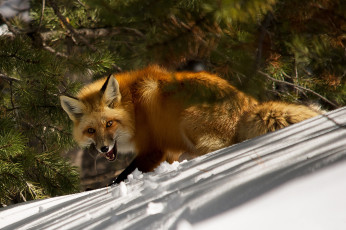 Картинка животные лисы лисичка