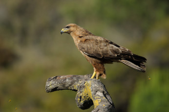 Картинка животные птицы+-+хищники орел