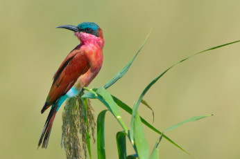Картинка животные щурки+ пчелоеды formerly carmine bee-eater southern пчелоедка щурка птица merops nubicoides
