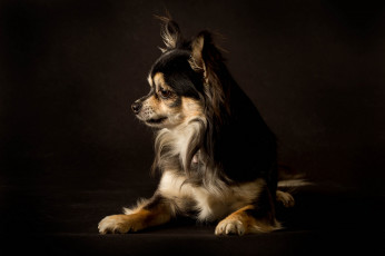 Картинка животные собаки собачка