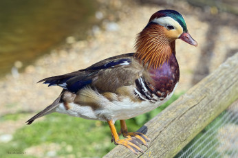 Картинка животные утки мандаринка