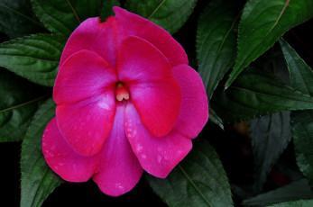 Картинка цветы бальзамины макро