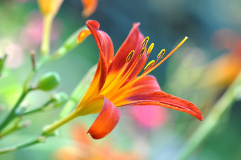 Картинка цветы лилии +лилейники цветок лилия оранжевая