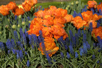 Картинка цветы разные+вместе дельфиниум тюльпаны delphinium