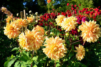 Картинка цветы георгины много сад