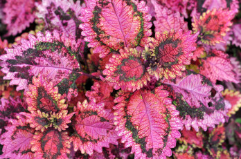 Картинка цветы колеусы +каладиумы листья