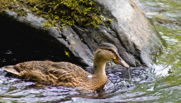 Картинка животные утки утка