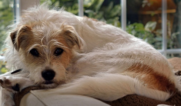 Картинка животные собаки собака пёс лохматый взгляд