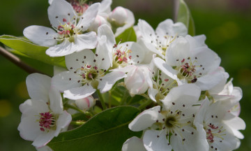 Картинка цветы цветущие+деревья+ +кустарники лепестки ветка