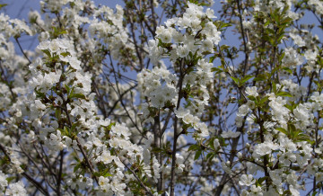 Картинка цветы сакура +вишня лепестки ветки