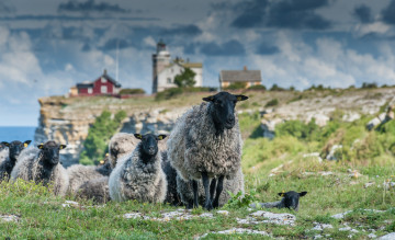 Картинка животные овцы +бараны барашки стадо природа город