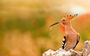 Картинка животные удоды удод боке насекомое