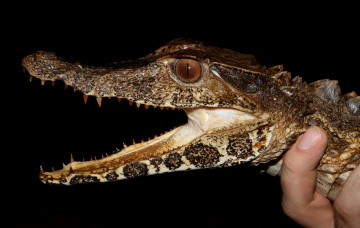 Картинка животные крокодилы пасть крокодил