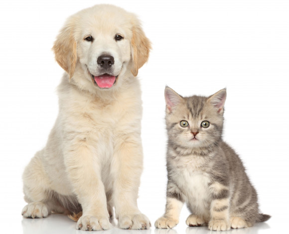 Обои картинки фото животные, разные вместе, котенок, щенок