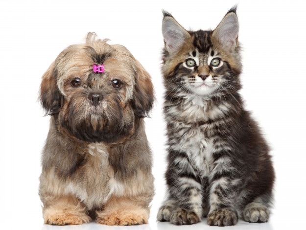 Обои картинки фото животные, разные вместе, котенок, щенок