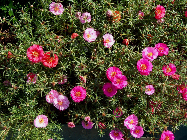 Обои картинки фото цветы, портулак, много, сад