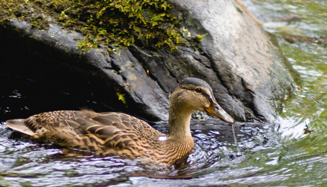 Обои картинки фото животные, утки, утка