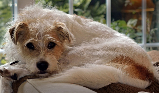 Обои картинки фото животные, собаки, собака, пёс, лохматый, взгляд