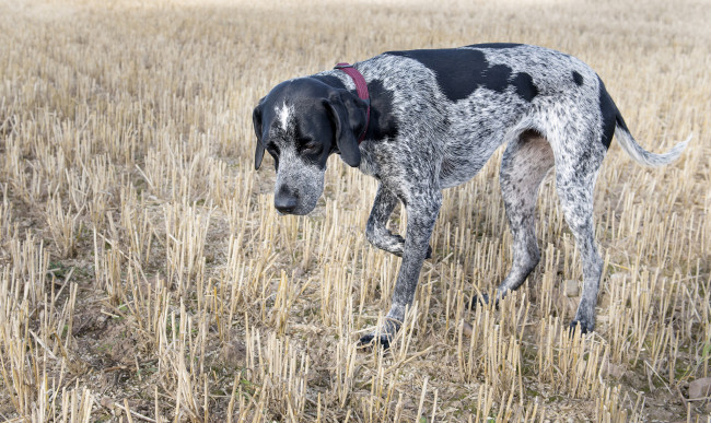 Обои картинки фото животные, собаки, пес, охотничий