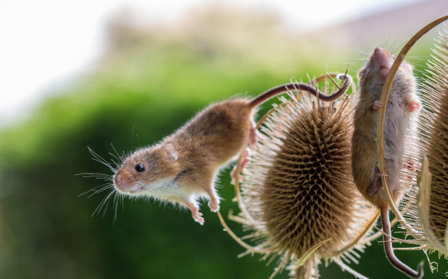 Обои картинки фото животные, крысы,  мыши, колючки, крохи