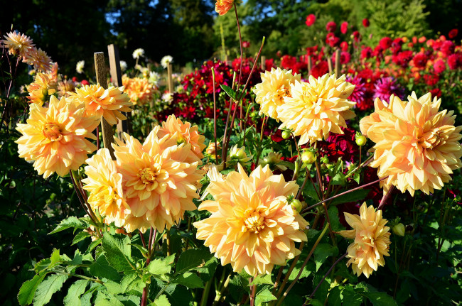 Обои картинки фото цветы, георгины, много, сад