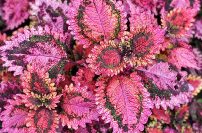 Обои картинки фото цветы, колеусы,  каладиумы, листья