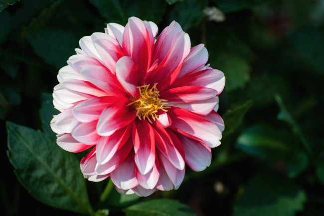 Обои картинки фото цветы, георгины, пестрый