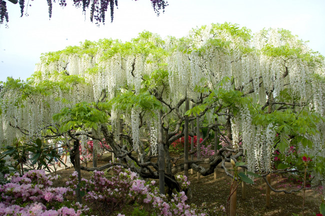 Обои картинки фото цветы, глициния, вистерия