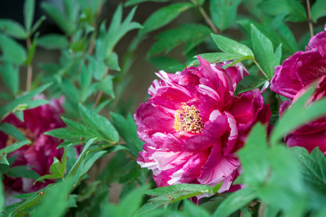 Обои картинки фото цветы, пионы, пестрый