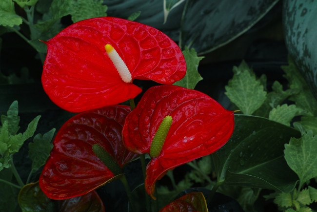 Обои картинки фото цветы, антуриум , цветок фламинго, калы, роса, капли, красные