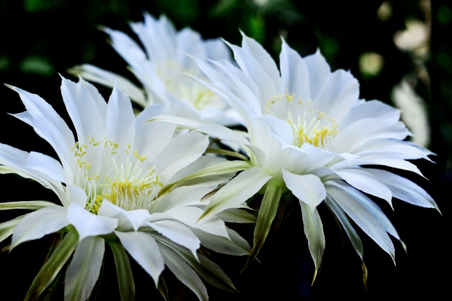 Обои картинки фото цветы, кактусы, белый