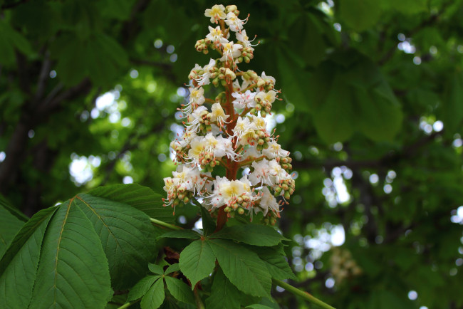 Обои картинки фото цветы, каштаны, свечка