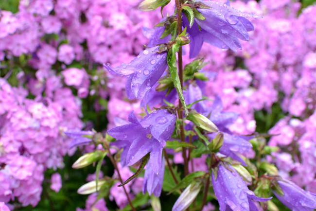 Обои картинки фото цветы, колокольчики, макро