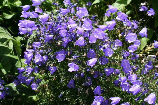 Обои картинки фото цветы, колокольчики, много