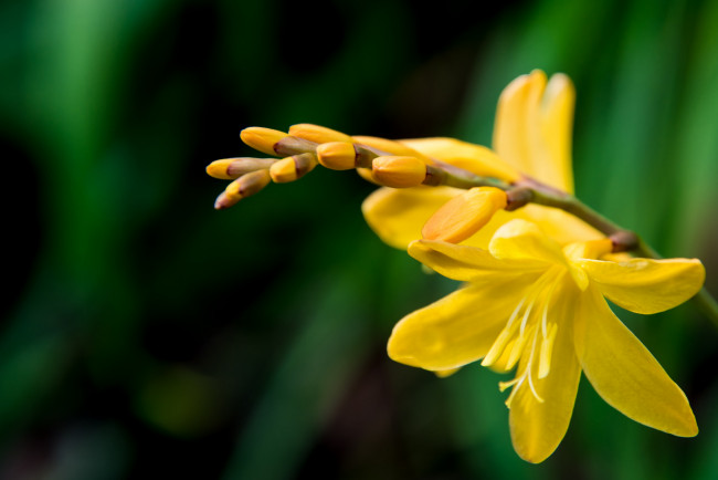 Обои картинки фото цветы, зелёный, фон, жёлтые, соцветие, веточка, цветочки