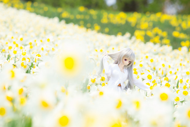 Обои картинки фото разное, игрушки, кукла, нарциссы, цветы