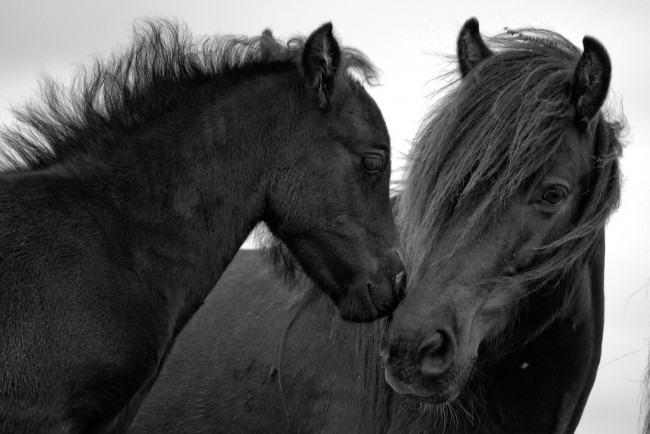 Обои картинки фото животные, лошади, кони