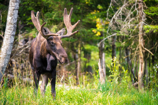 Обои картинки фото животные, лоси, сохатый