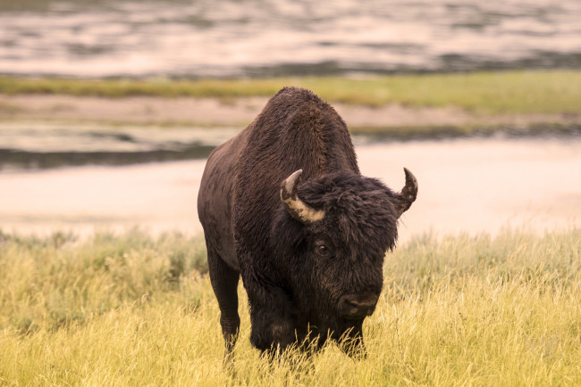 Обои картинки фото животные, зубры,  бизоны, зубр