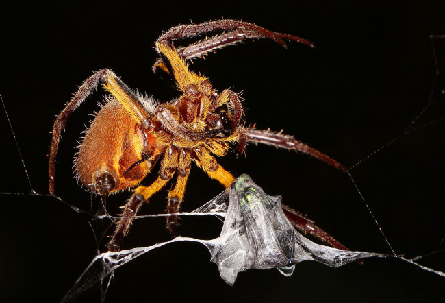 Обои картинки фото животные, пауки, паук, паутина