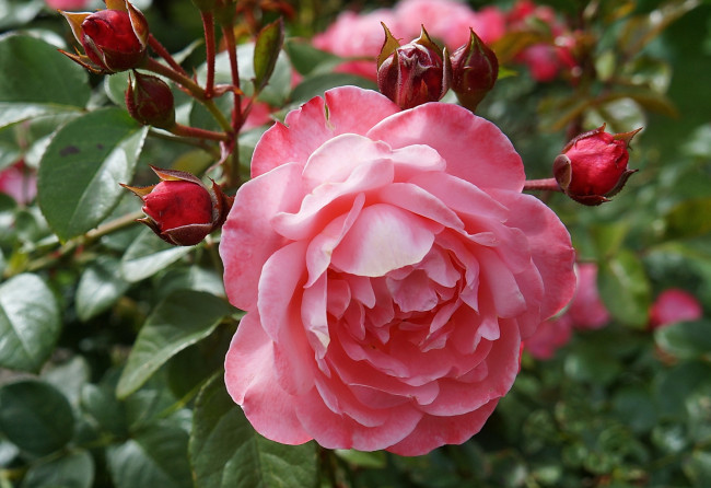 Обои картинки фото цветы, розы, макро