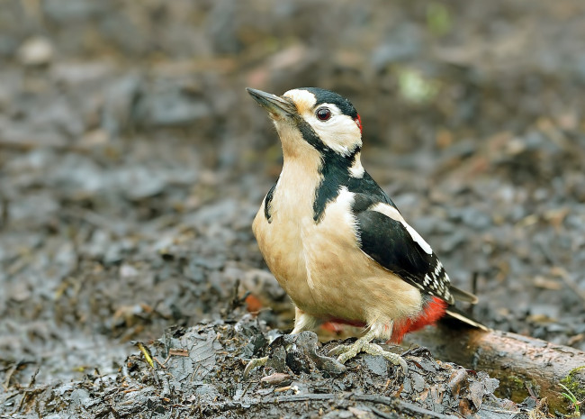 Обои картинки фото животные, дятлы, дятел