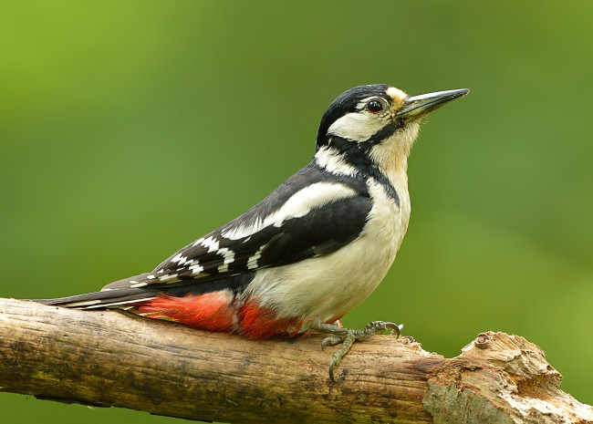 Обои картинки фото животные, дятлы, дятел