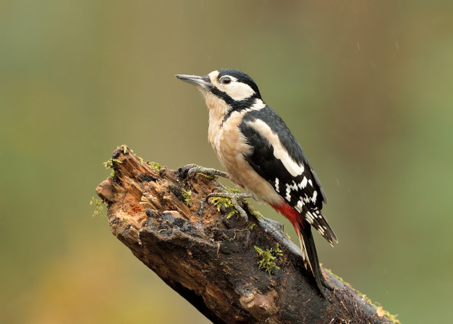 Обои картинки фото животные, дятлы, дятел