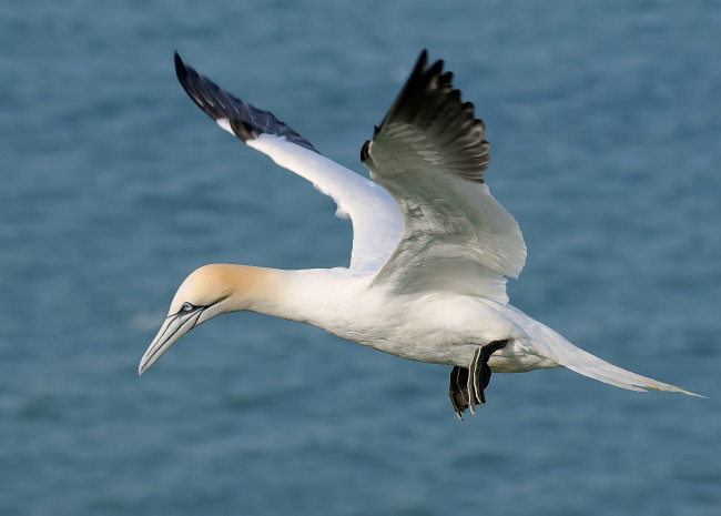 Обои картинки фото животные, олуши, полет, птица