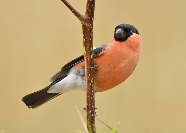 Обои картинки фото животные, снегири, снегирь