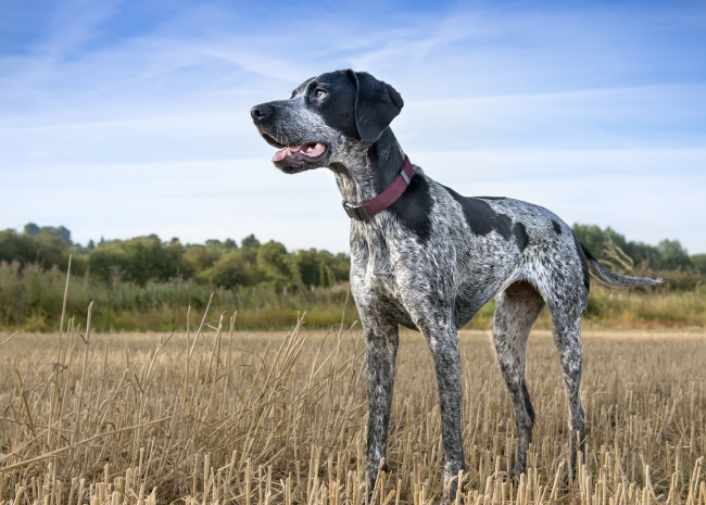 Обои картинки фото животные, собаки, охотничий, пес