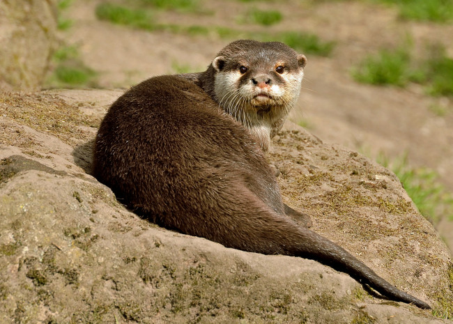 Обои картинки фото животные, выдры,  каланы,  ондатры, выдра