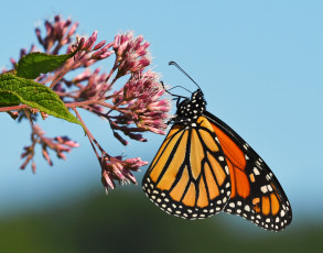 Картинка животные бабочки +мотыльки +моли утро фон макро бабочка насекомое цветы